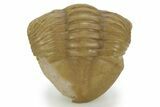 Bargain, Enrolled Asaphus Punctatus Trilobite - Russia #363093-2